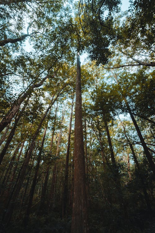 Foto d'estoc gratuïta de alt, arbres, baguls