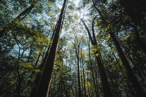 Imagine de stoc gratuită din arbori, codru, fotografie cu unghi mic