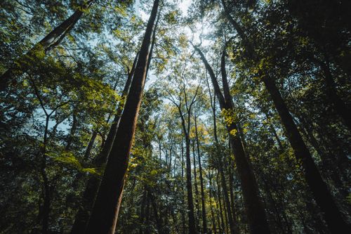 Free View of tall trees and lush greenery in a Florida forest under the bright sun. Stock Photo