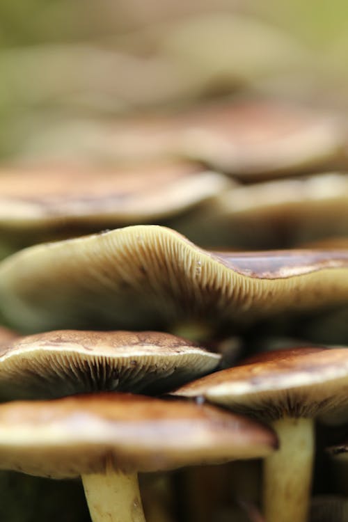 Brown Mushrooms in Close Up Photography