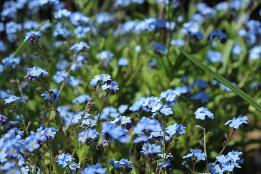 A vibrant close-up of blooming blue forget-me-nots in a lush garden setting.