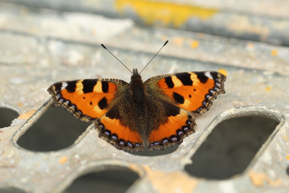 Vibrant small tortoiseshell butterfly displaying vivid orange and black wings on a textured surface.