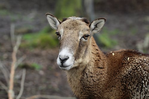 Mouflon Wild Sheep Close-Up Photo