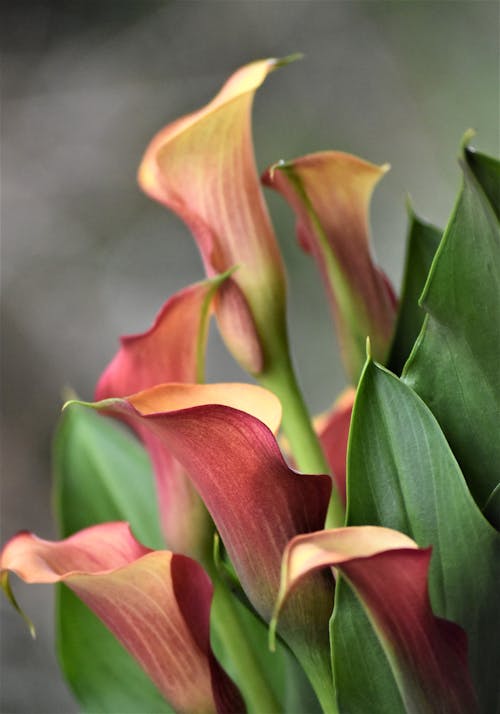 Blooming Calla Lilly Flowers