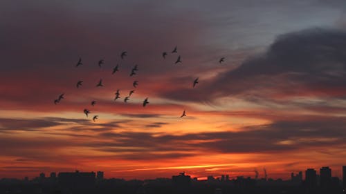 Kostenloses Stock Foto zu bewölkt, bewölkter himmel, birds_flying