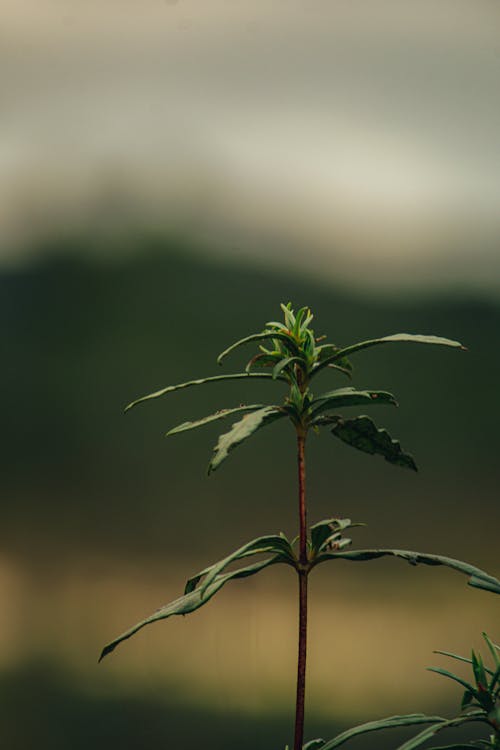 Green Plant in Close Up Photography