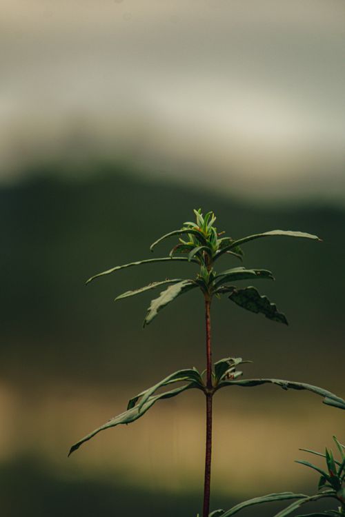 Free A close-up shot of a delicate plant with a blurred natural background, capturing freshness and detail. Stock Photo