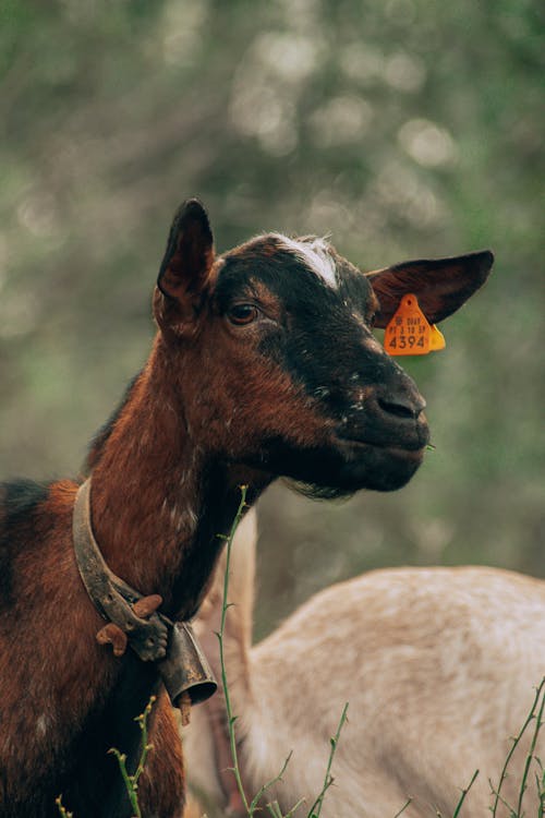 A Goat on a Pasture