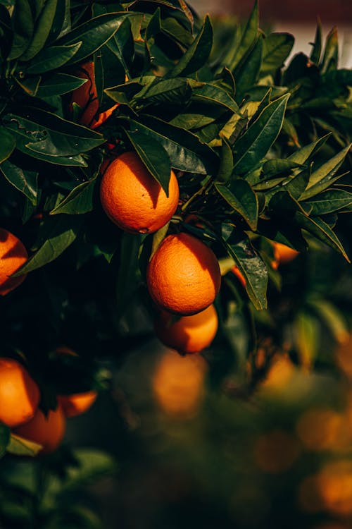 Free Orange Fruit on Green Leaves Stock Photo