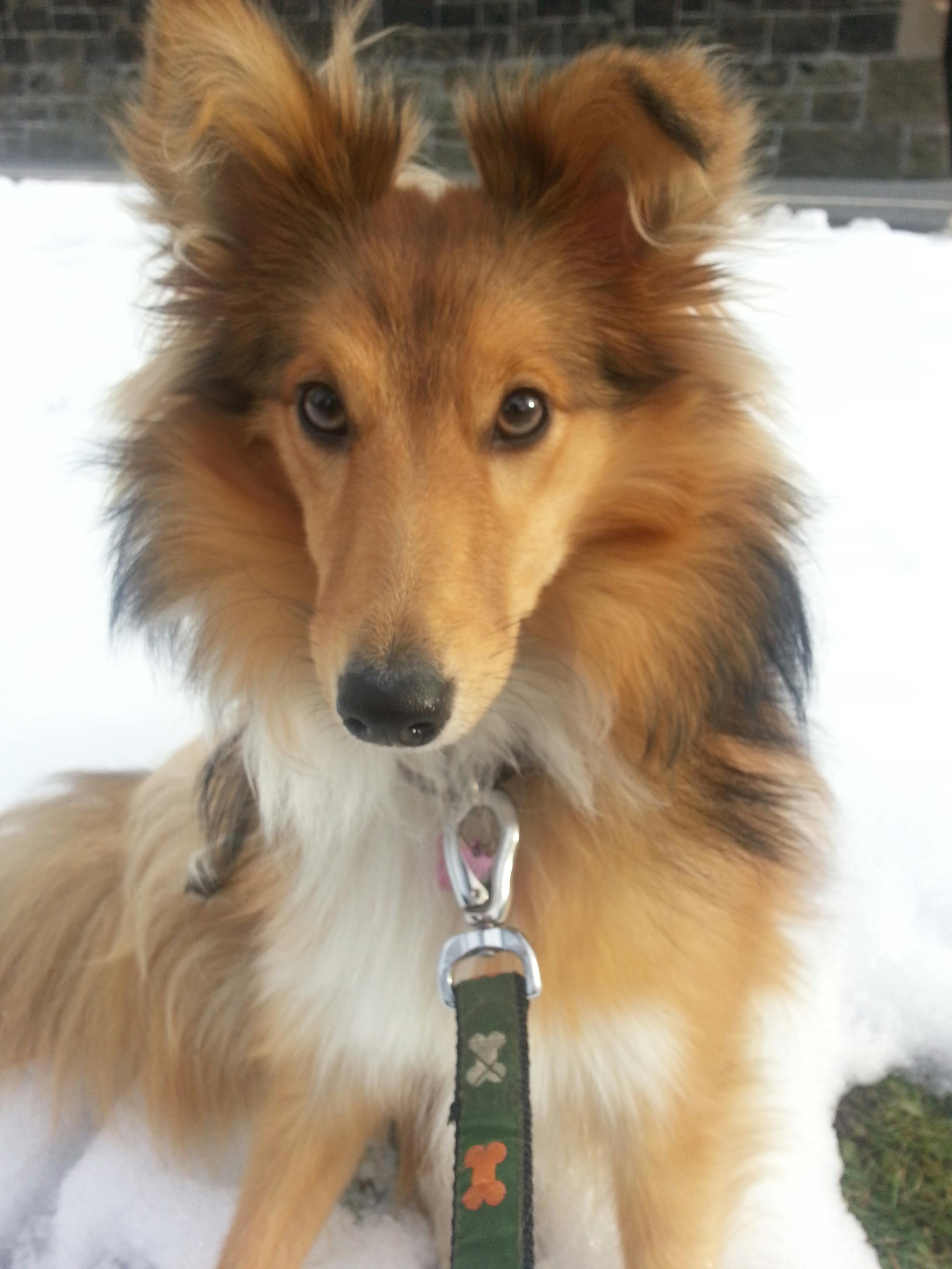 Foto Stok Gratis Tentang Anjing Gembala Shetland