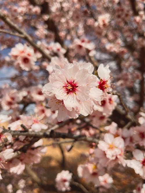 Gratis stockfoto met bloeien, bloem fotografie, bloemen