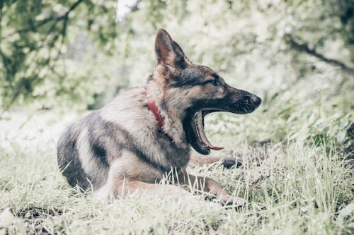 Fotobanka s bezplatnými fotkami na tému chlpatý, domáce zviera, nemecký ovčiak