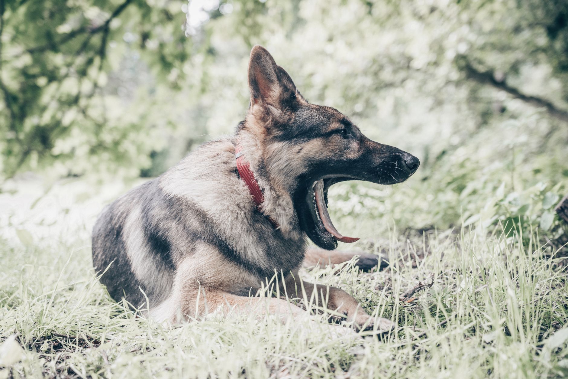 Older German Shepherd resting comfortably indoors