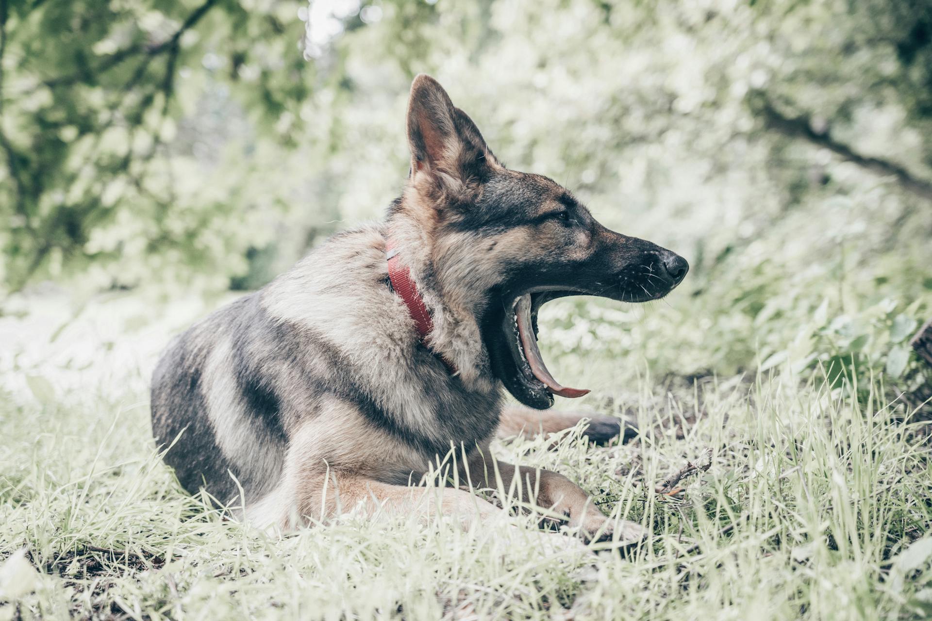 Photo of a German Shepherd Yawning