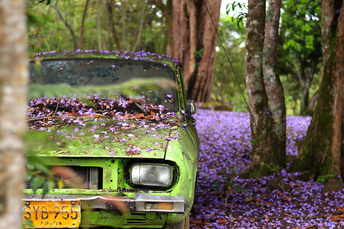 Free Gratis arkivbilde med bil, landskap, natur elsker Stock Photo