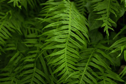 Macro Photography of Fern Leaves