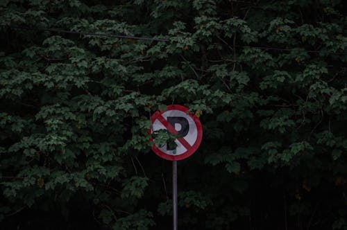 No Parking Signage Near Green Leaves