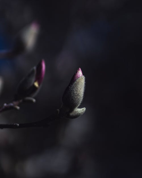 Kostenloses Stock Foto zu blütenknospen, botanik, botanisch