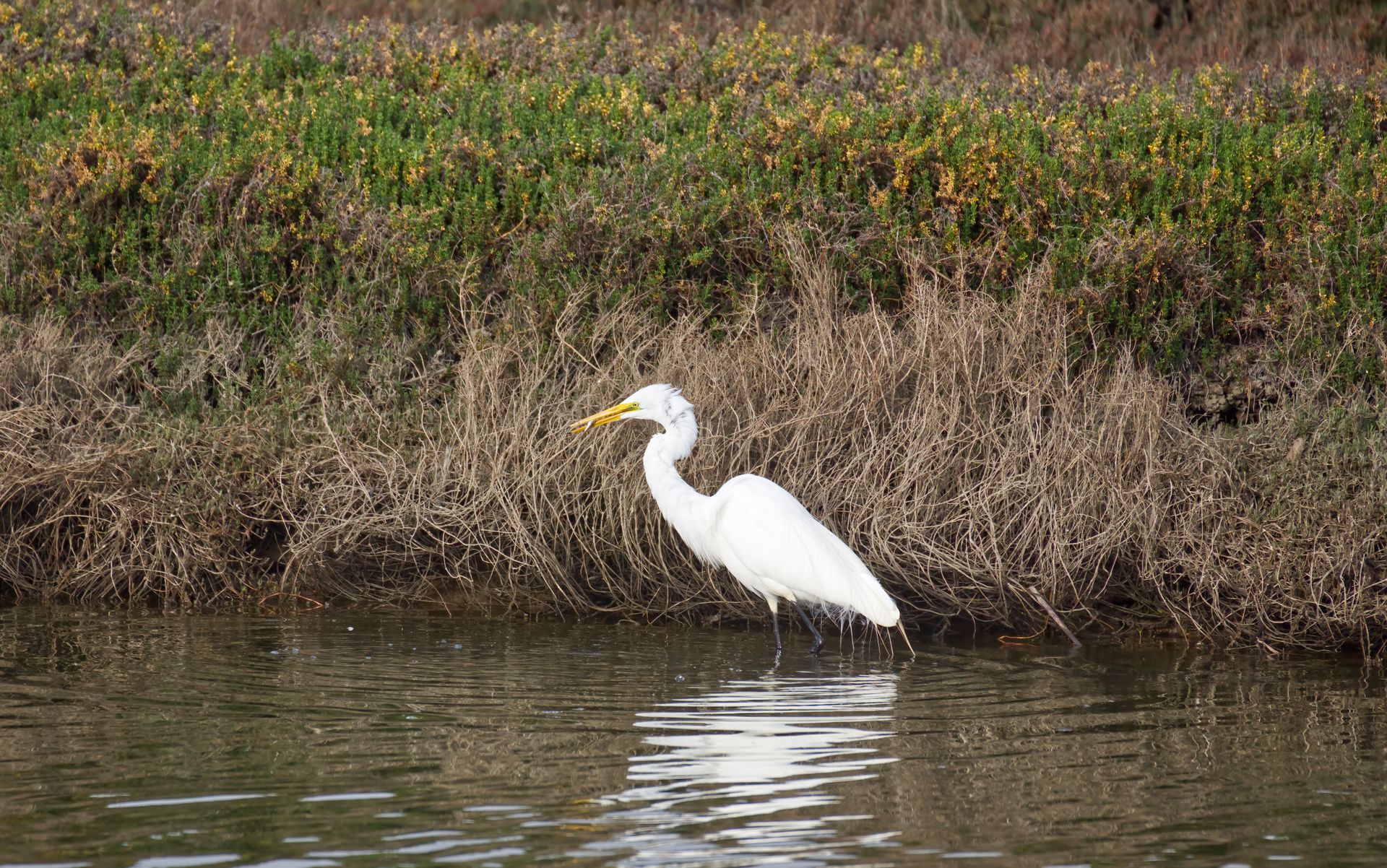 Great Egret wading in coastal wetland, Watsonville, CA, capturing serene wildlife moment.