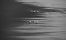 安静的滨鸟沿着沃森维尔海滩漫步，呈现出黑白景象