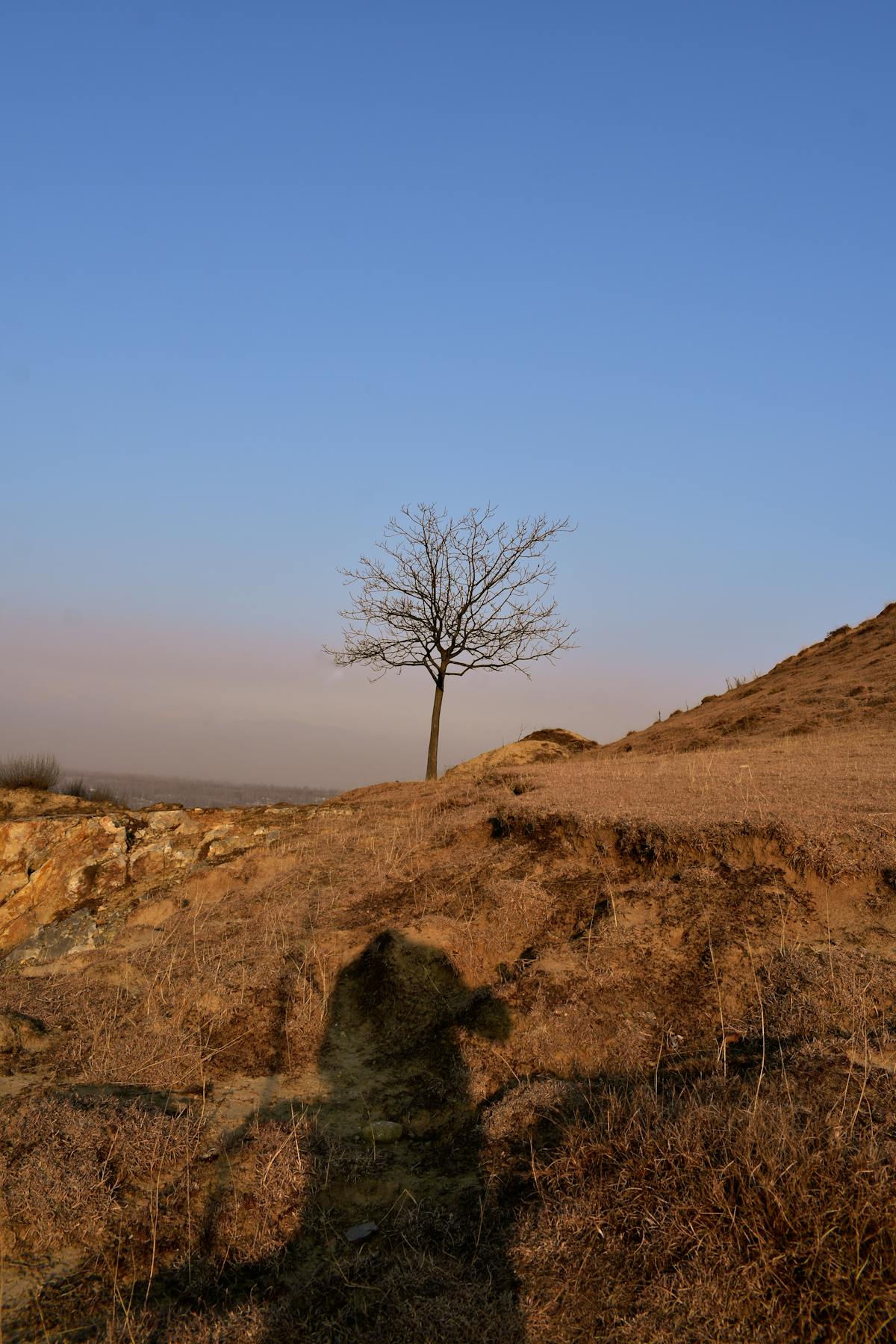 Yogurt tahini sauce being whisked in a small bowl