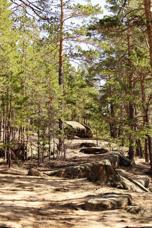 Free A tranquil forest scene showcasing tall green trees and scattered rocks, perfect for nature photography. Stock Photo