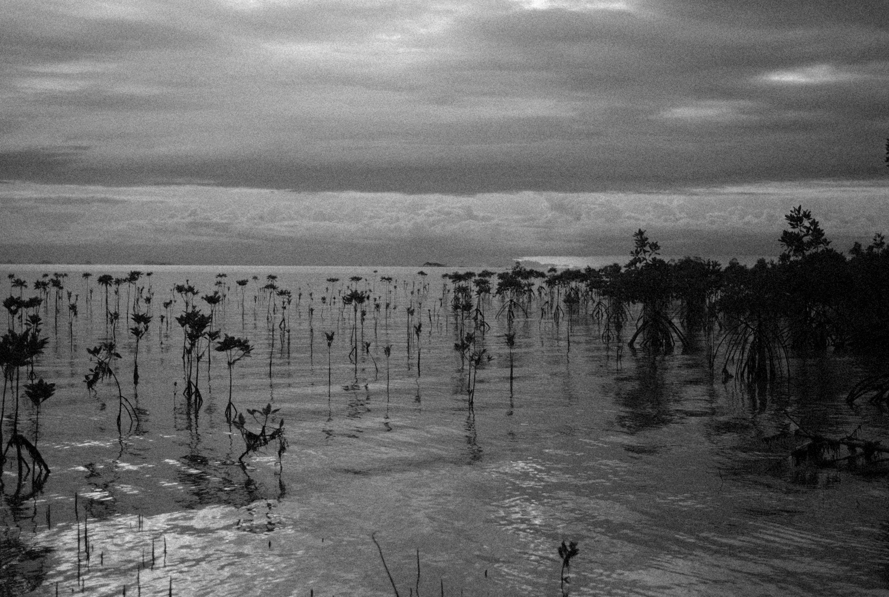 Menanam Mangrove bersama Komunitas Lokal: Upaya Menjaga Kehidupan Pesisir Lhoksukon