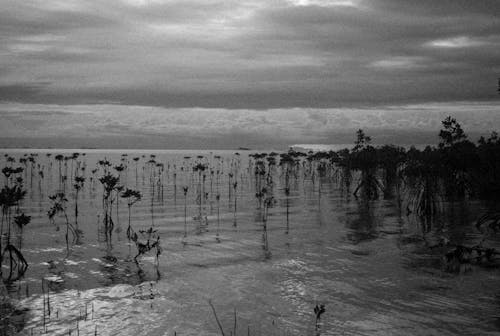Bezpłatne Darmowe zdjęcie z galerii z czarno-biały, drzewa, horyzont Zdjęcie z galerii