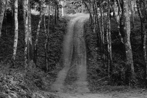 Photos gratuites de arbres, bois, échelle des gris