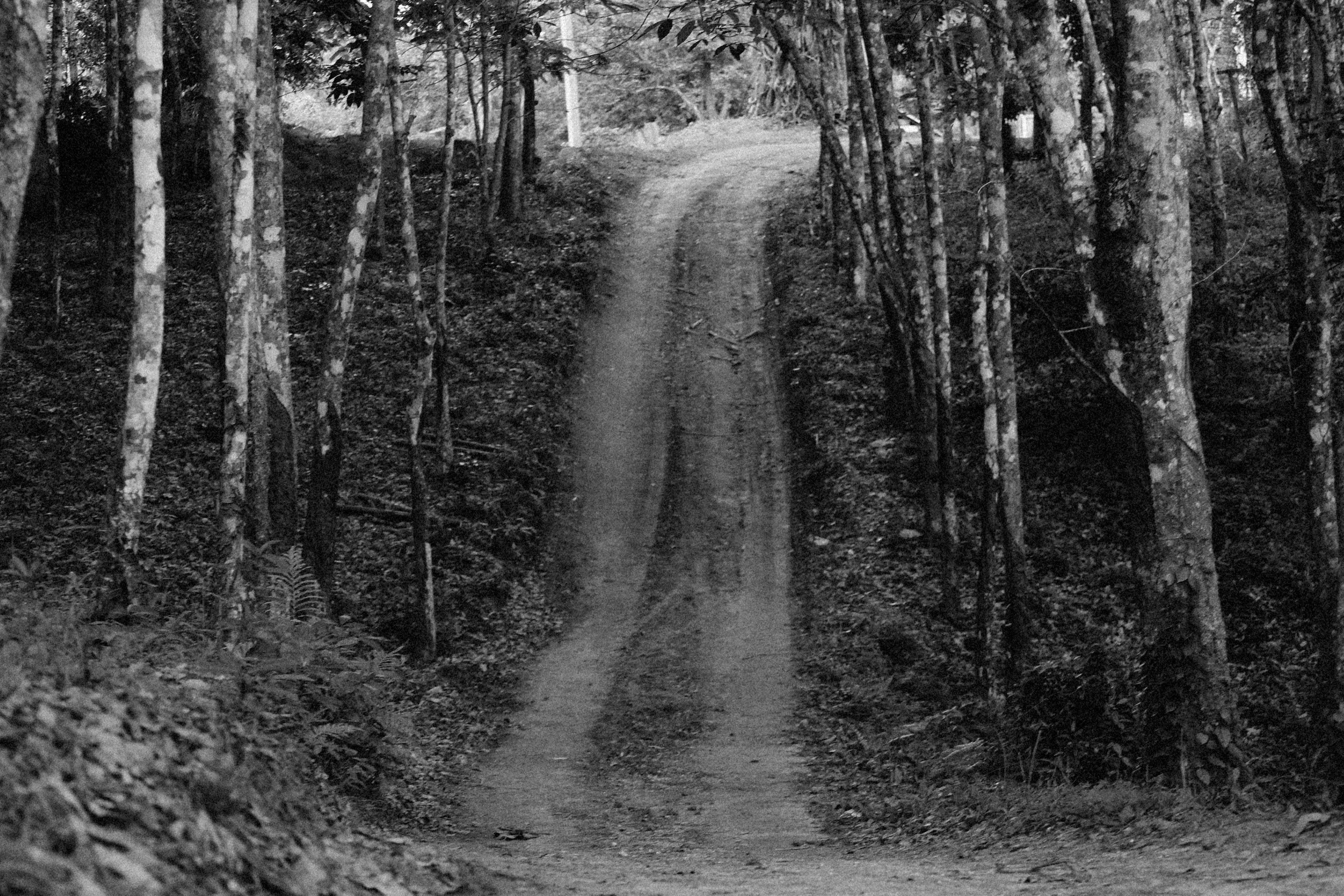 Grayscale Photo of Pathway Between Trees