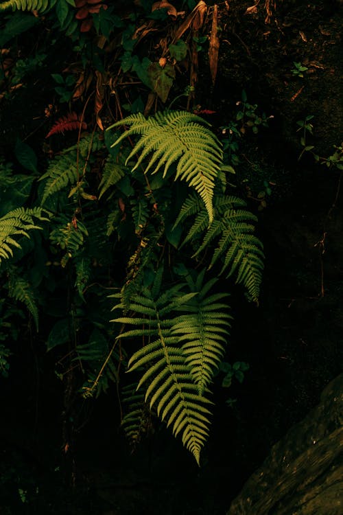 シダ, 垂直ショット, 森林の無料の写真素材