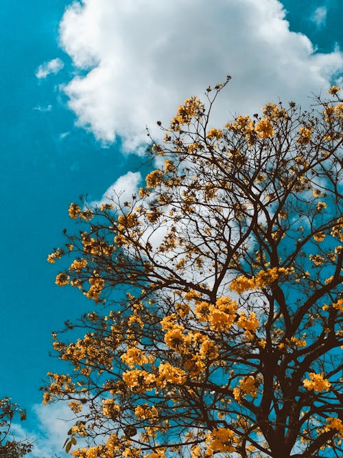 Foto stok gratis bunga-bunga, pecinta alam, pohon berbunga