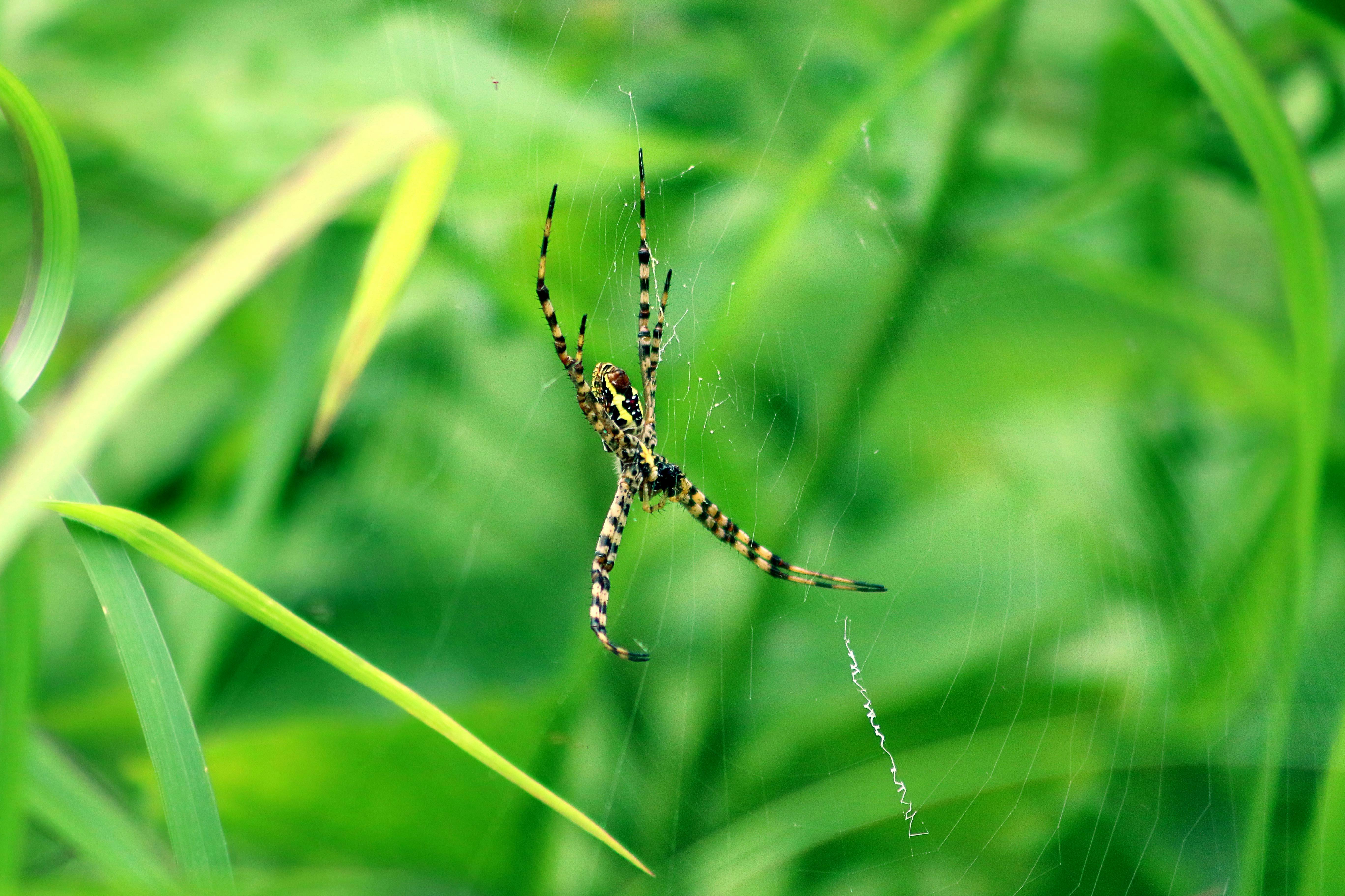 Free Stock Photo From Rajesh Pexels
