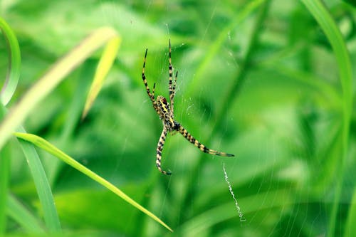 Gratis Immagine gratuita di ragnatela, ragno, ragno saltatore Foto a disposizione