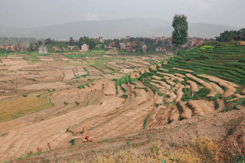 Foto stok gratis agrikultura, alam, bidang