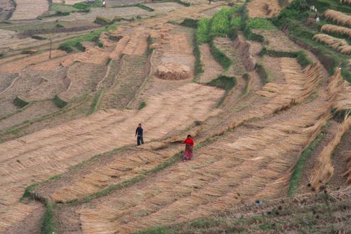 Free Farmers working amidst rice terraces in a rural outdoor setting, showcasing agrarian lifestyle. Stock Photo