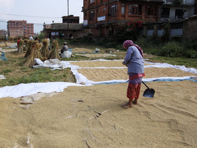 Woman Shoveling Rice Seeds