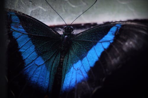 Kostnadsfria Kostnadsfri bild av blå, blå fjäril, blå och svart Stock foto