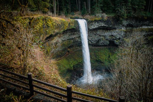 бесплатная Бесплатное стоковое фото с безлистные деревья, водопады, лес Стоковое фото