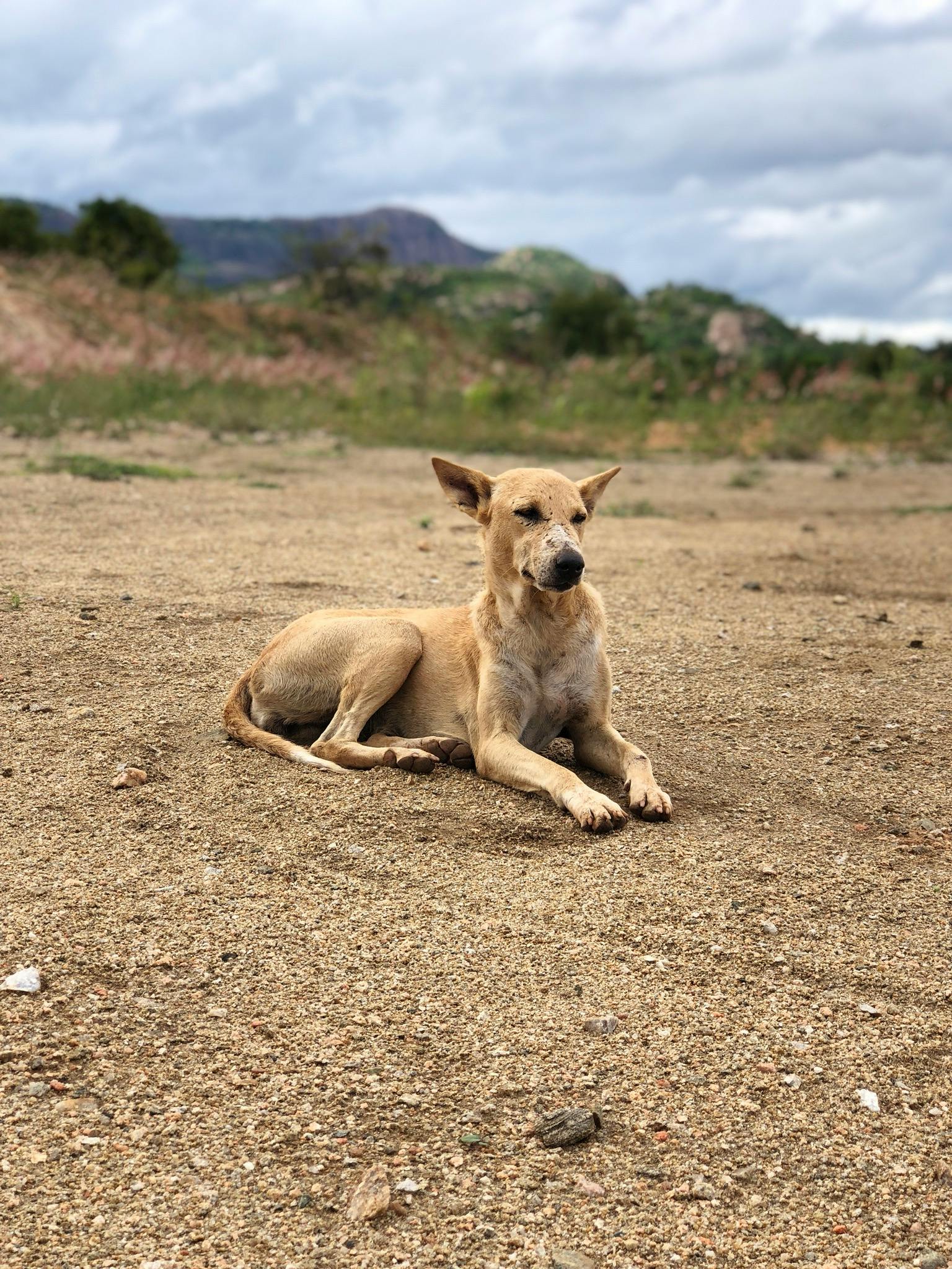 インドの犬 ポーズ 壁紙の無料の写真素材