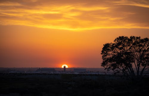 Silhouette of Tree during Sunset