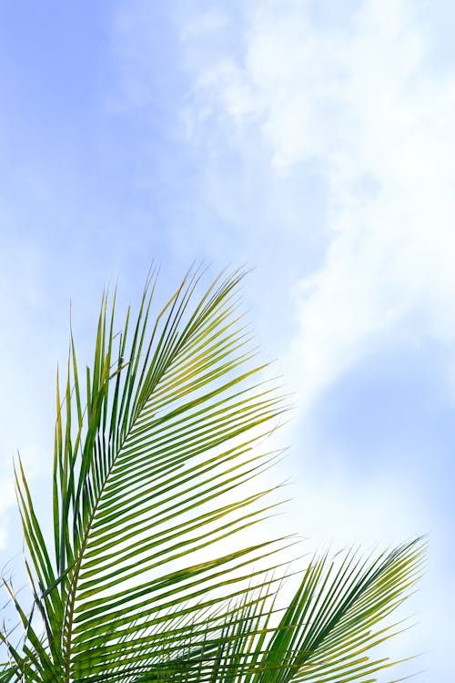 Palm Leaves Under the Blue Sky 