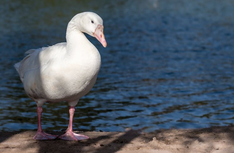 Close-Up Shot Of Domestic Goose
