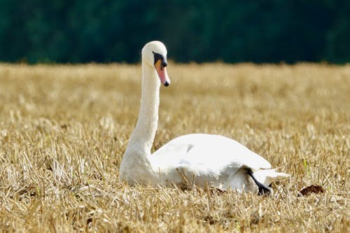 Free Swan. In a Wheat Field. Stock Photo