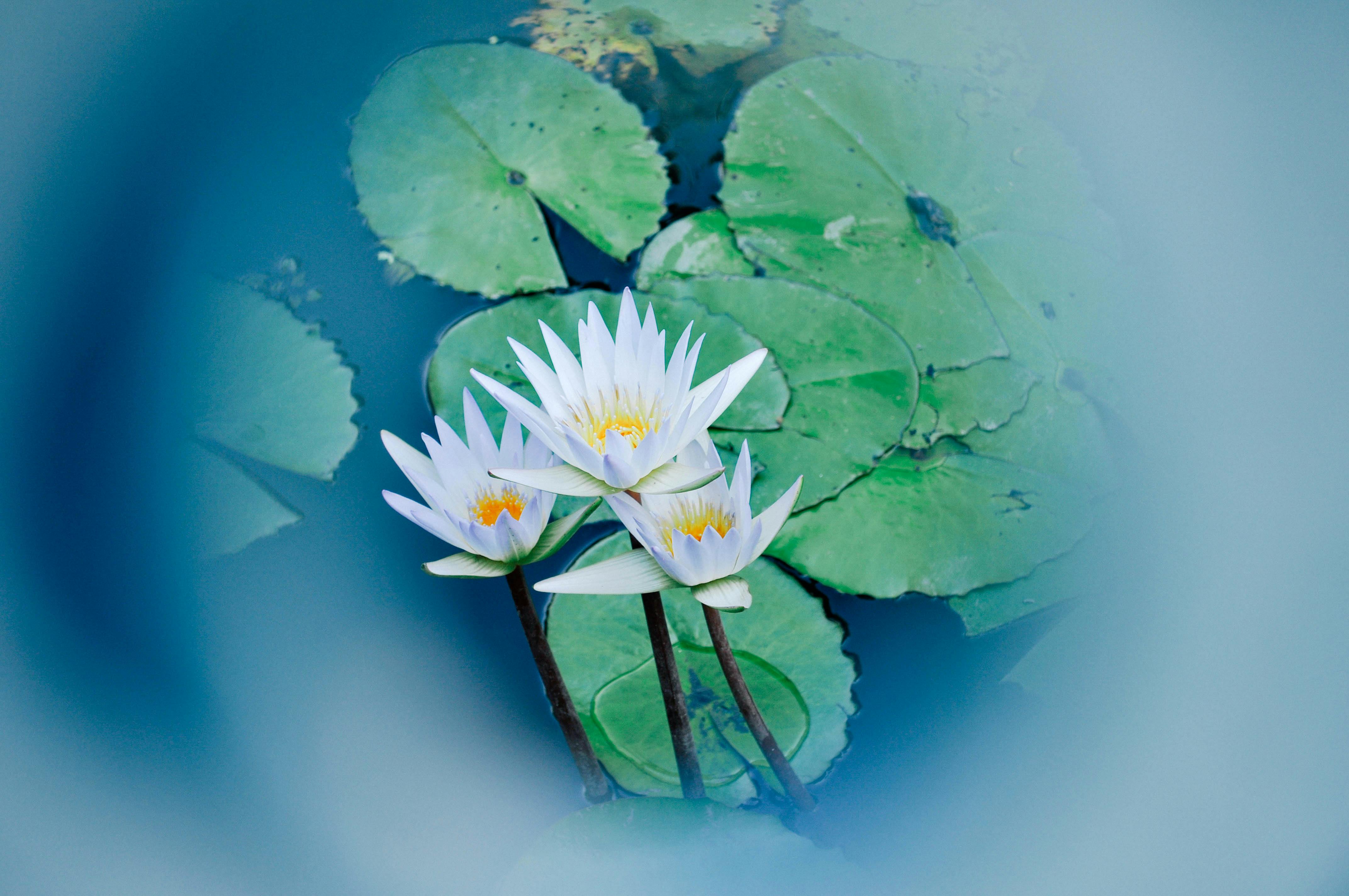 Free stock photo of flower, lotus, Water Lilies