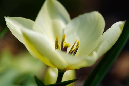 Free A vibrant yellow tulip captured in detail, showcasing its delicate petals. Stock Photo