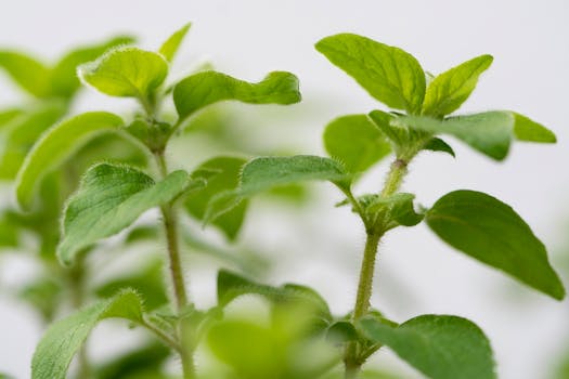 fresh oregano leaves image 3
