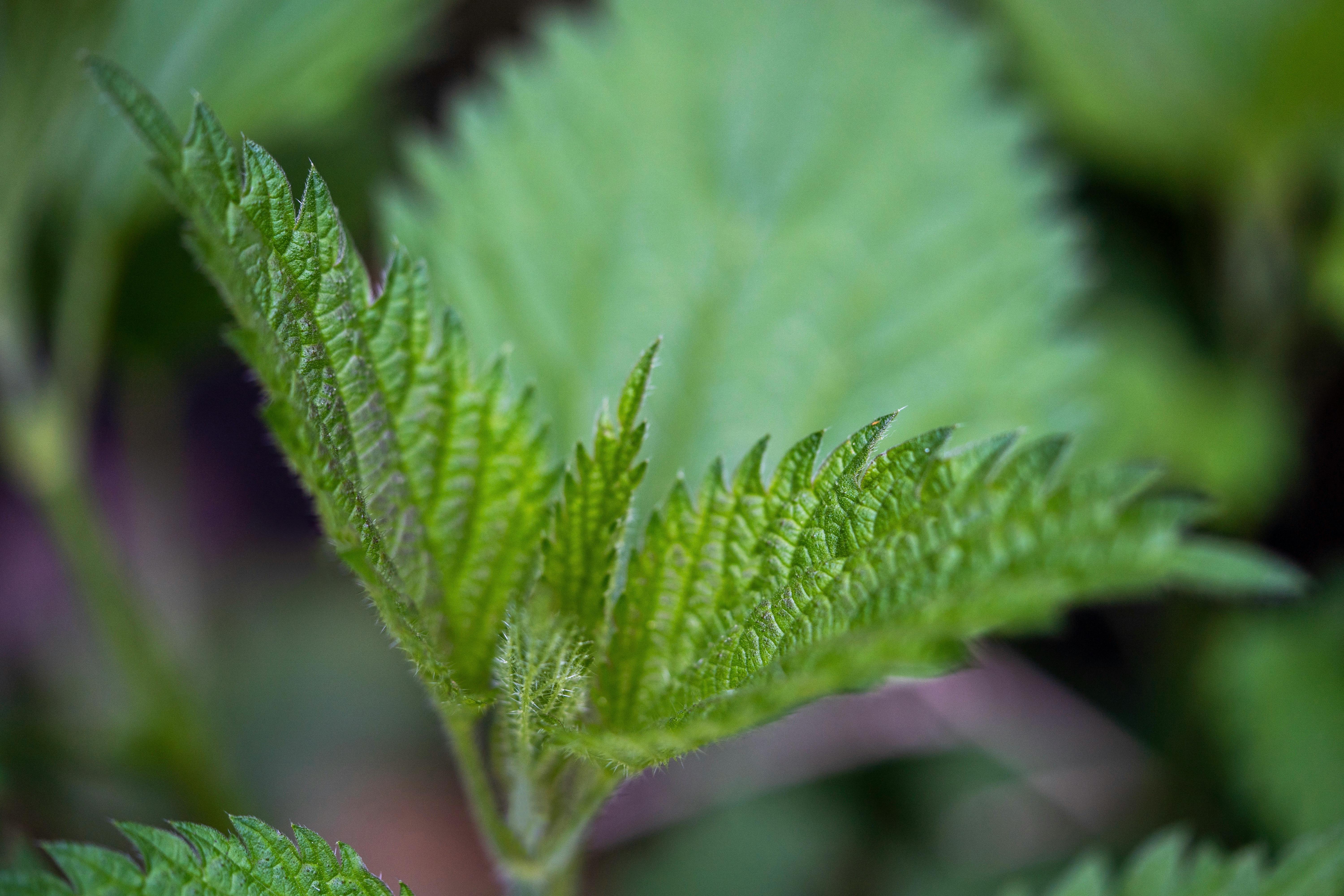 Free Detailed macro shot of a vibrant stinging nettle plant leaf. Stock Photo