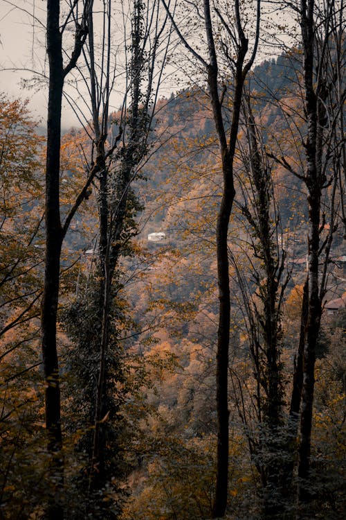 Gratis stockfoto met Bos, bossen, herfst