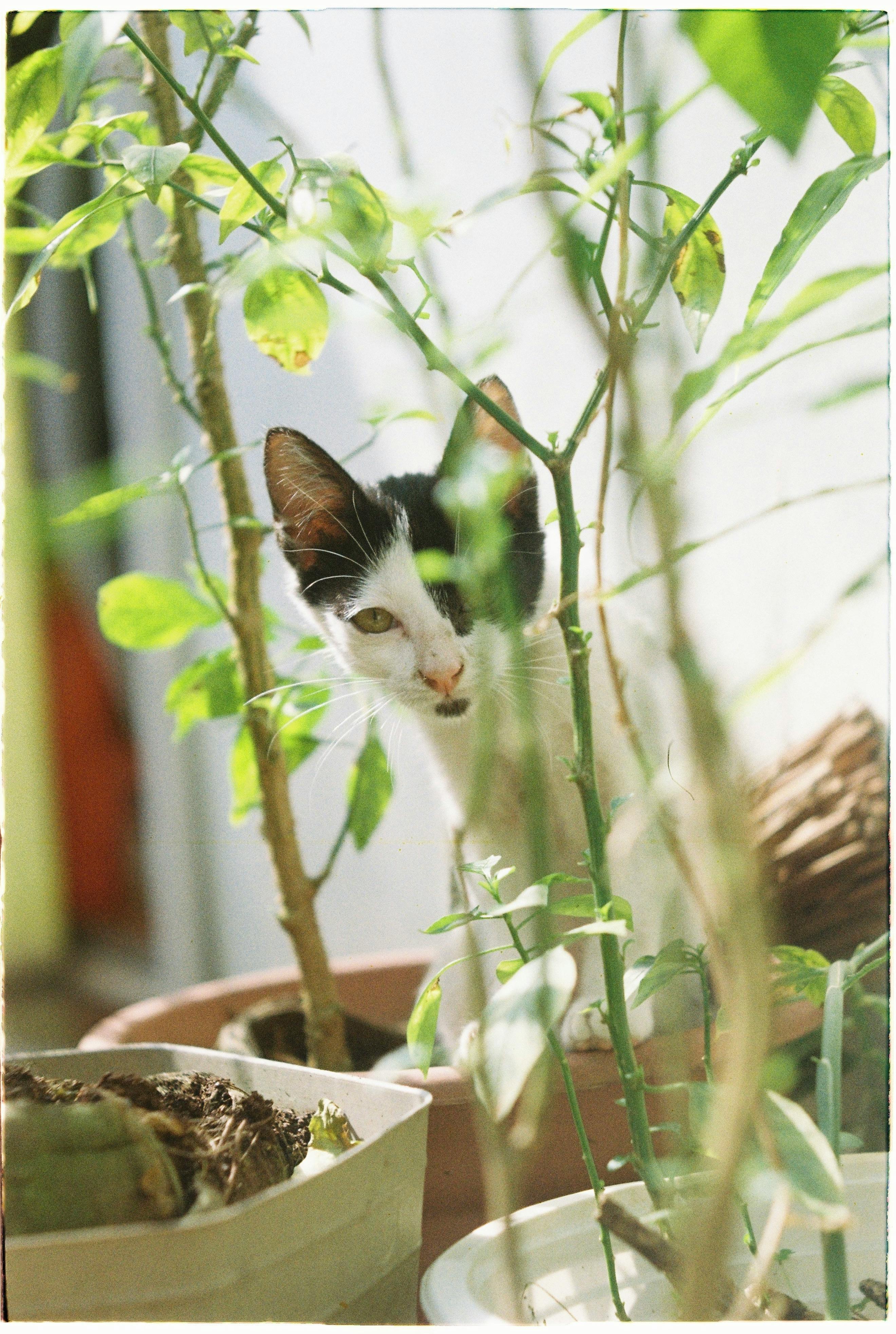 0 000 张最精彩的 印花布猫 图片 100 免费下载 Pexels素材图片